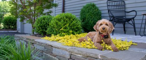 Dog enjoying outdoor landscape planting bed and patio
