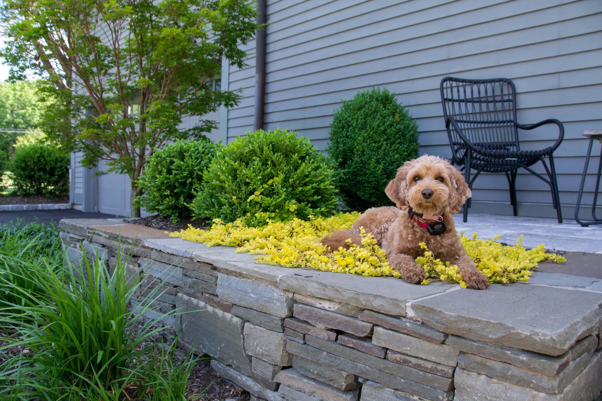 Dog enjoying outdoor landscape planting bed and patio
